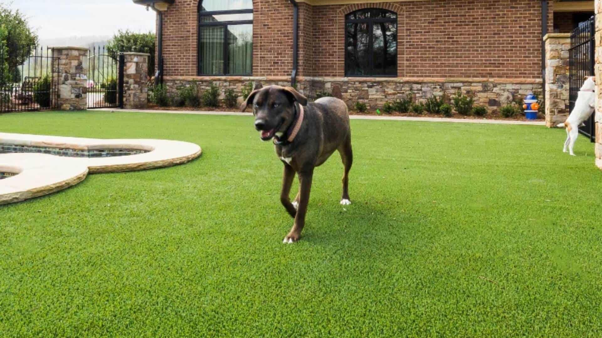 Pet Friendly Artificial Grass